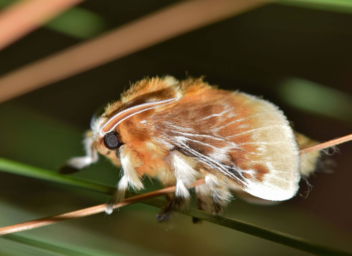A lagarta da mariposa-flanela