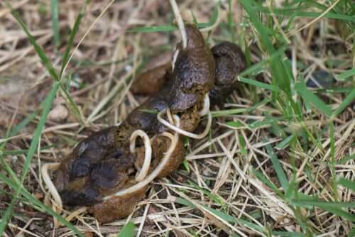 Como prevenir nematoides em gatos?