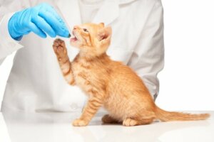 Nematoides em gatos: como prevenir?