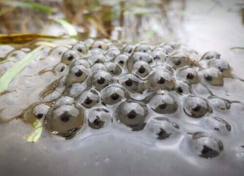 Impacto nas populações de anfíbios