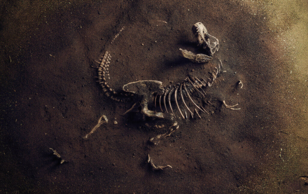 O que é a paleoecologia?