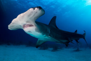 Mais de 300 espécies de tubarões e raias em perigo de extinção