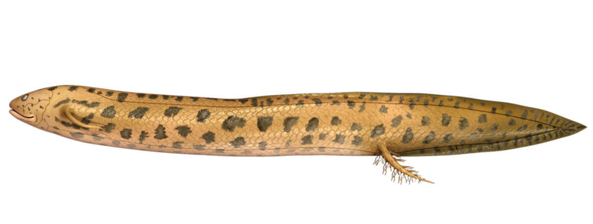 Piramboia, um peixe com pulmões