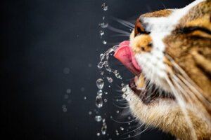 Razões pelas quais um gato bebe muita água