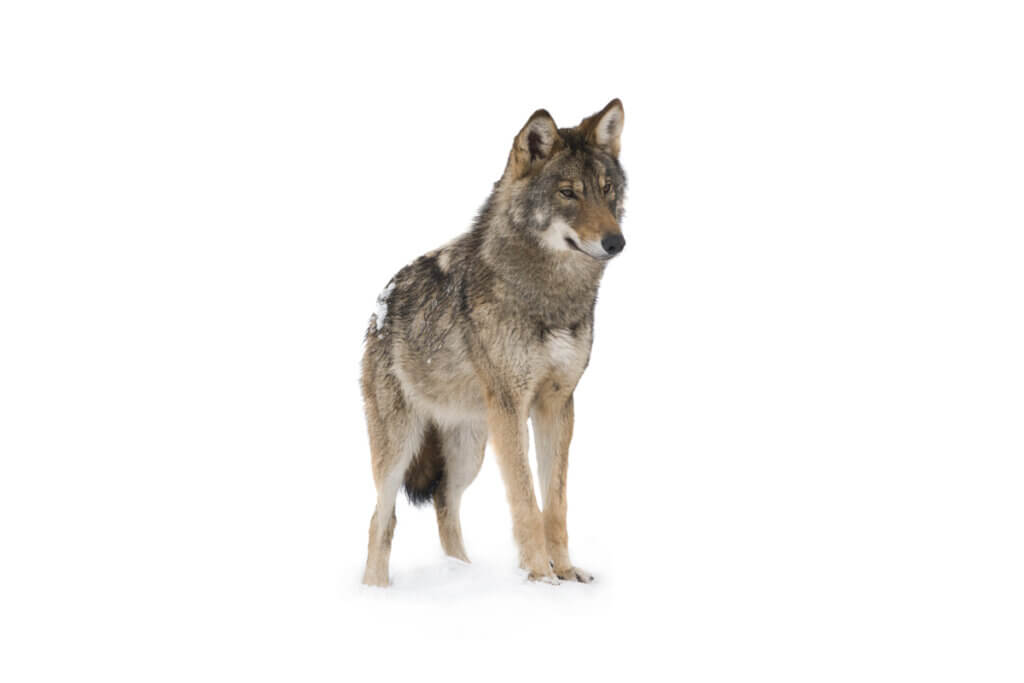A resistência do lobo ao correr
