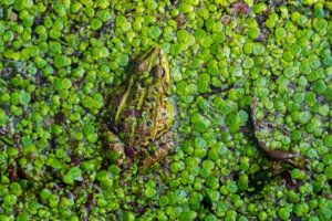 O desaparecimento das zonas úmidas: por que acontece e quais são as consequências