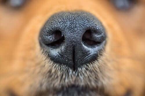 Saúde do nariz dos cães de acordo com os veterinários
