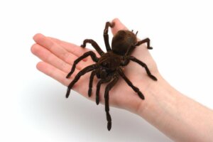 Curiosidades sobre as tarântulas gigantes