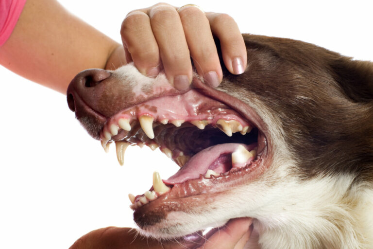 6 consequências do tártaro em cães