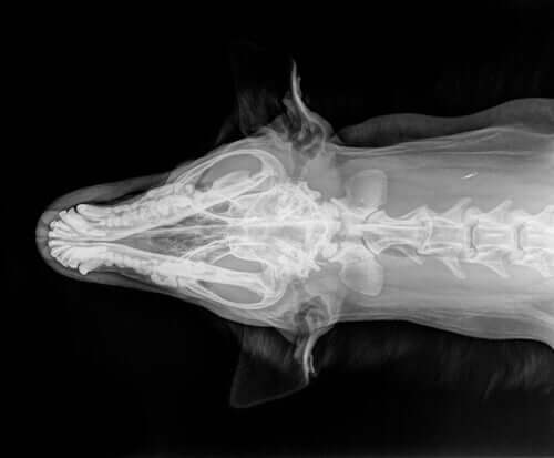 Tremores em cães doentes