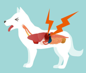 Úlcera gástrica em cães: o que fazer?