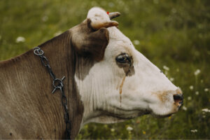 O que os criadores querem dizer quando falam em tristeza bovina?