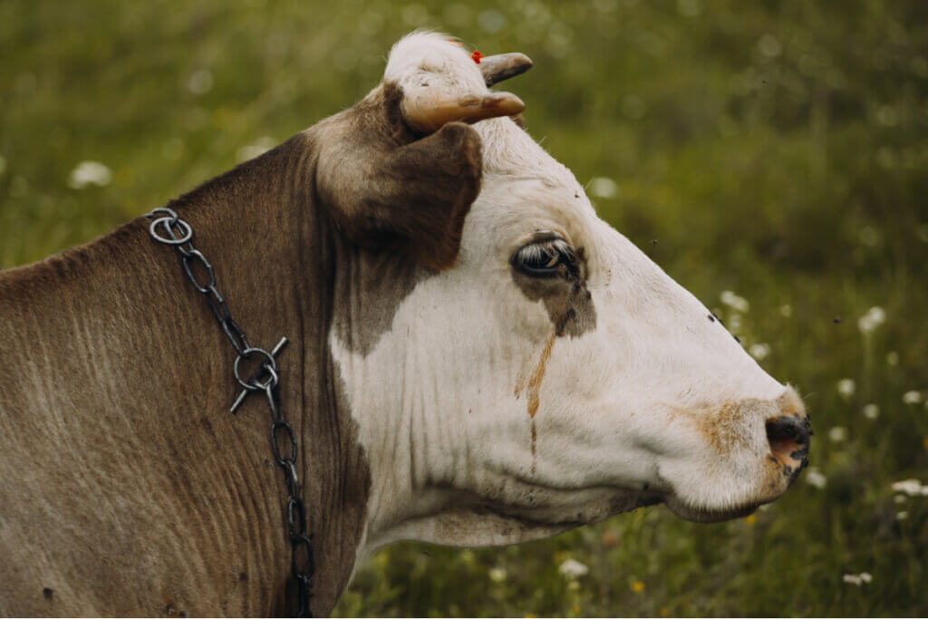 O que os criadores querem dizer quando falam em tristeza bovina?