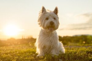 Westie: alimentação e características