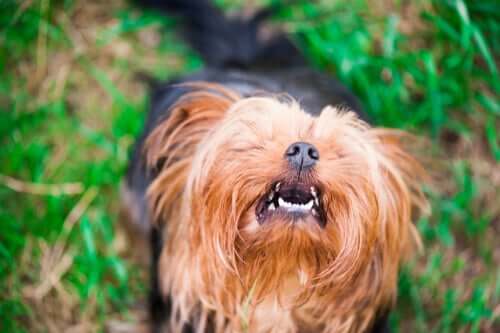 Como reduzir a agressividade