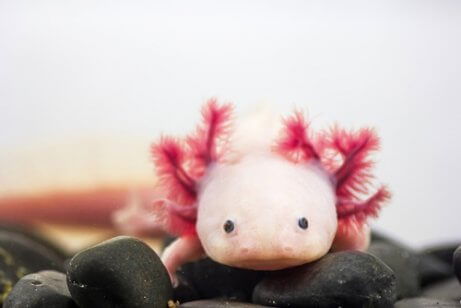 Axolotle mexicano: informações.
