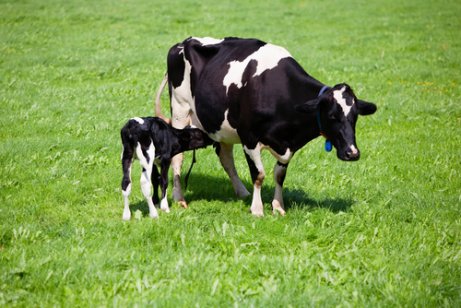 Reprodução de vacas.