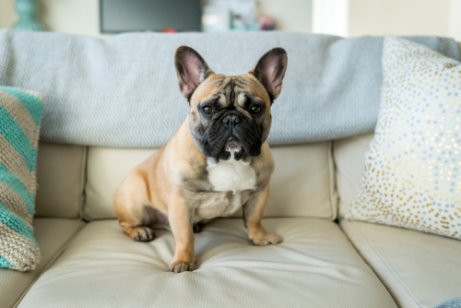 Bulldog francês, um dos cachorros pequenos, no sofá.