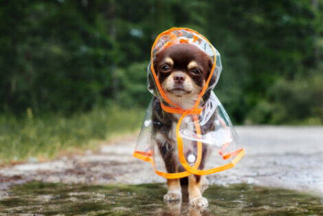 Cachorro com capa de chuva.