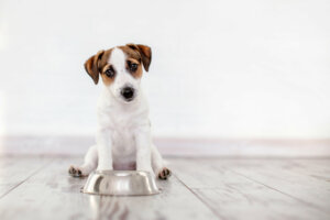 Oligoelementos para cães: tudo o que você precisa saber