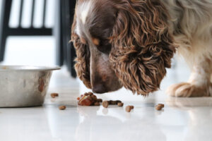 Tipos de ração para cães: 5 coisas que você deve saber