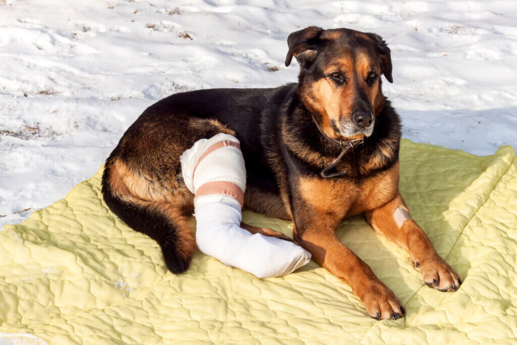 Como cuidar de um animal de estimação no pós-operatório