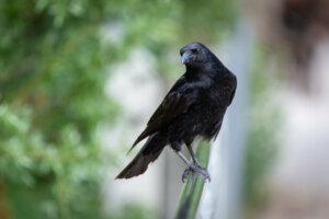 Os corvos e seus parentes: eles merecem ser considerados malévolos?