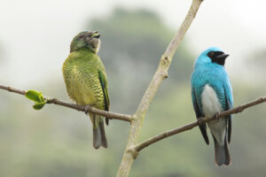 Dimorfismo sexual: quatro exemplos impressionantes