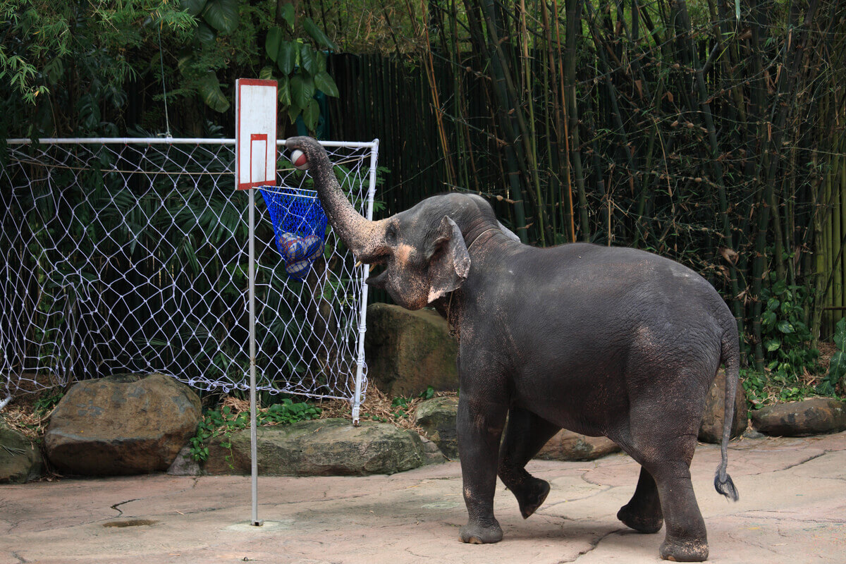 Um elefante se exercitando