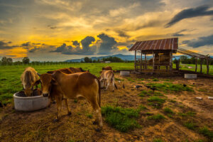 Animais que vivem no campo