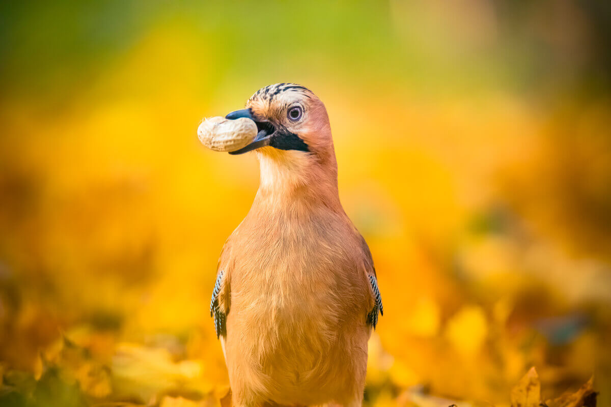 O gaio é um dos corvos e parentes.