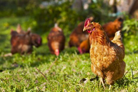 Animais de fazenda: galinha