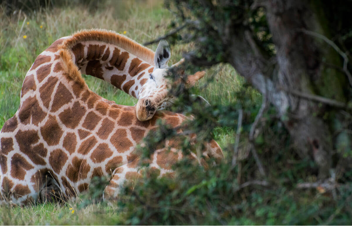 Por que as girafas dormem pouco? - Meus Animais