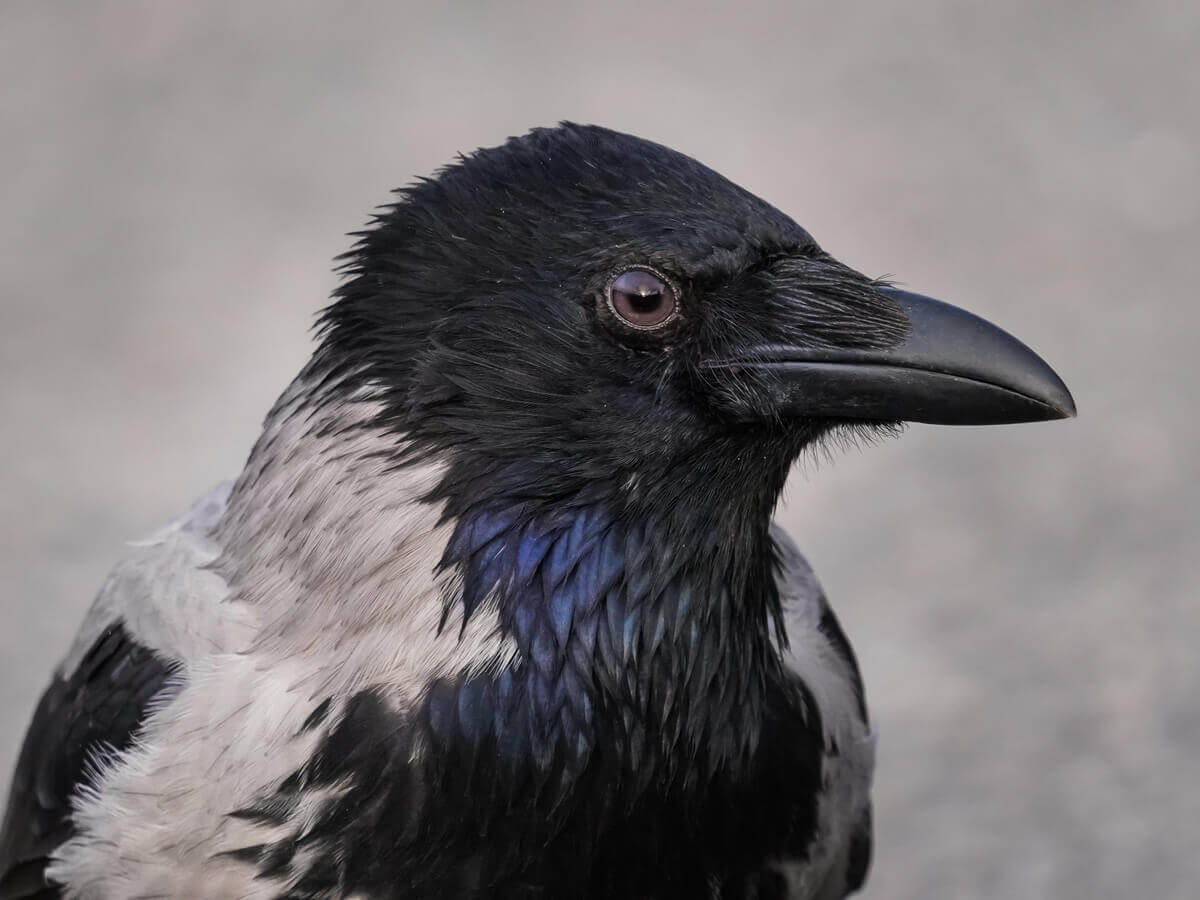 A cabeça de um corvo.