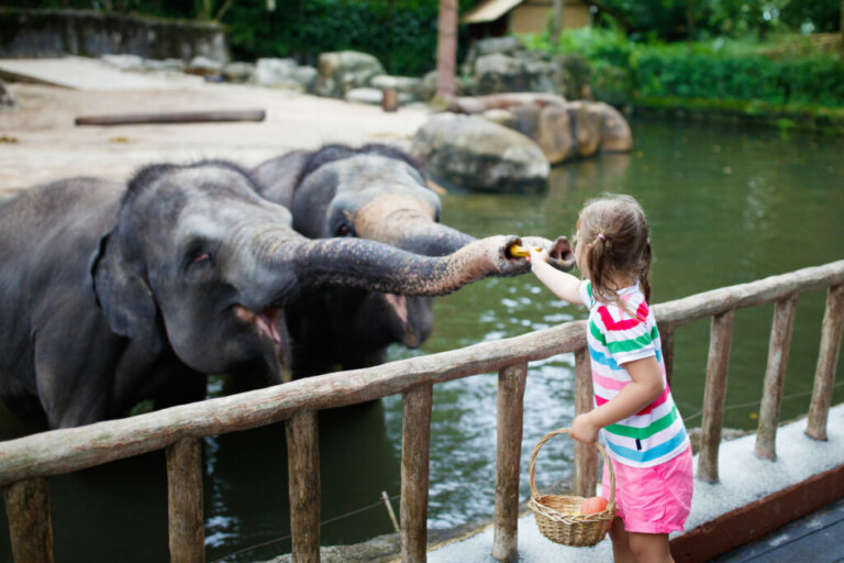 Cuidados necessários para manter o bem-estar dos elefantes