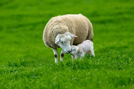 Uma ovelha feliz com um bebê.