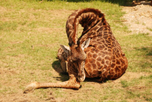 Por que as girafas dormem pouco?