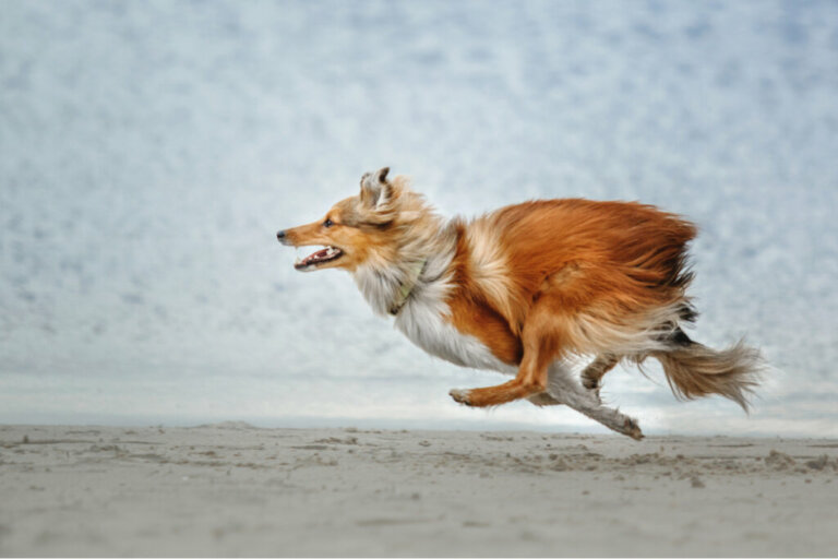 Quais raças de cães têm maior probabilidade de fugir?