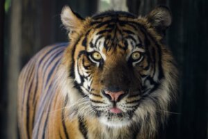 Tráfico de tigres aflora na Europa