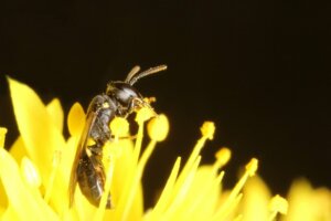 O reaparecimento da abelha australiana que se acreditava estar extinta