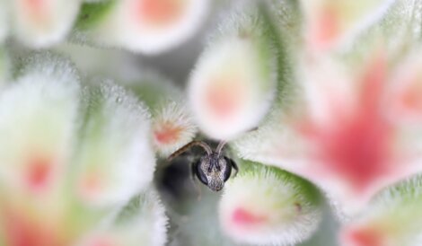Uma abelha em um campo de flores.