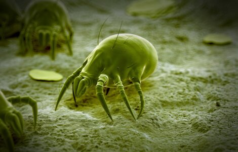 O ácaro-braco: o menor animal do mundo.