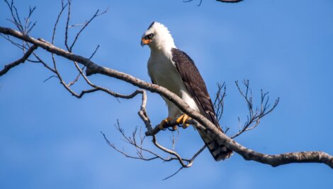 Uma águia-viúva empoleirada em uma árvore.