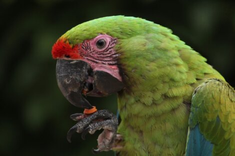 Ara ambiguus guayaquilensis