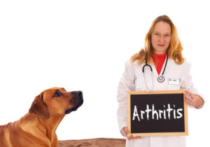 As coleiras de cobre são úteis para a artrite em cães?