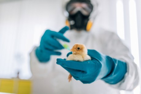 Experimentos com pássaros.