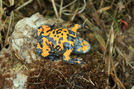 Um dos sapos mais estranhos do mundo.