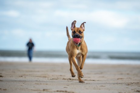 Praias que permitem animais de estimação.