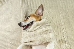 Como fazer uma cama para cães ou gatos com um casaco