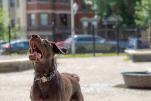 7 causas de asfixia em cães